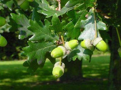 Quercus robur